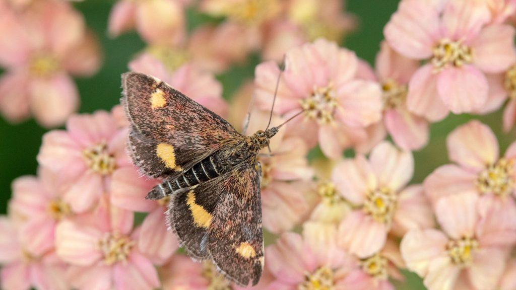 A moth pollinating pink flowers.