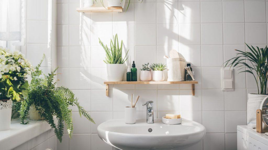 Top 10 Houseplants for Bathrooms - Gardening Express Knowledge Hub