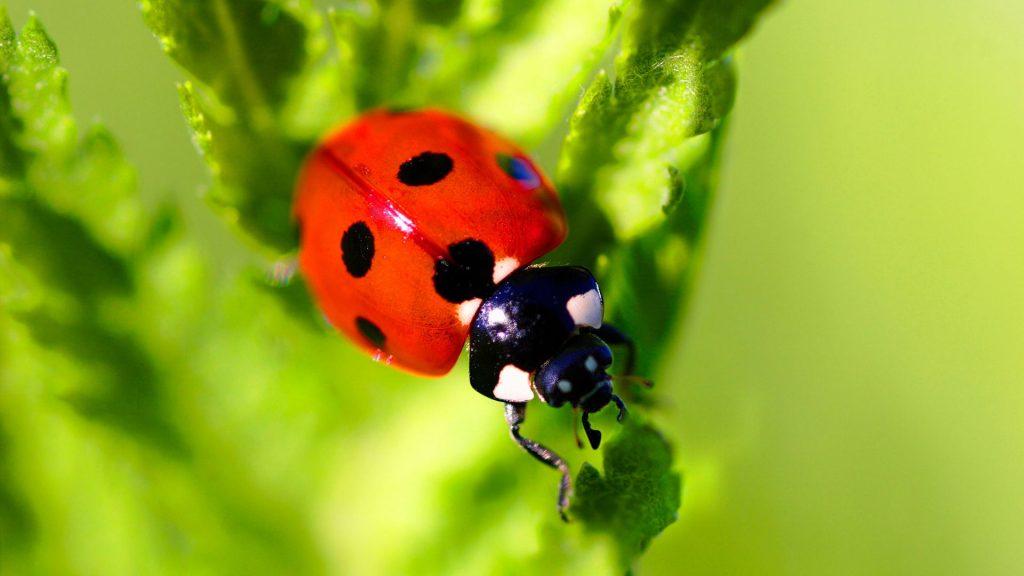 Beneficial Insects: What They Are And How To Attract Them