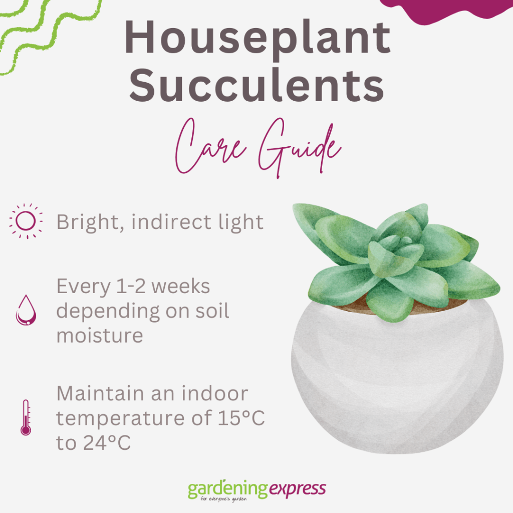 Guide to Successfully Caring for Succulent Houseplants