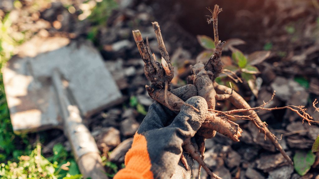 Planting bare rooted peony tubers in soil in autumn garden