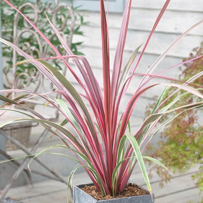 How to grow Cordylines - Gardening Express Knowledge Hub