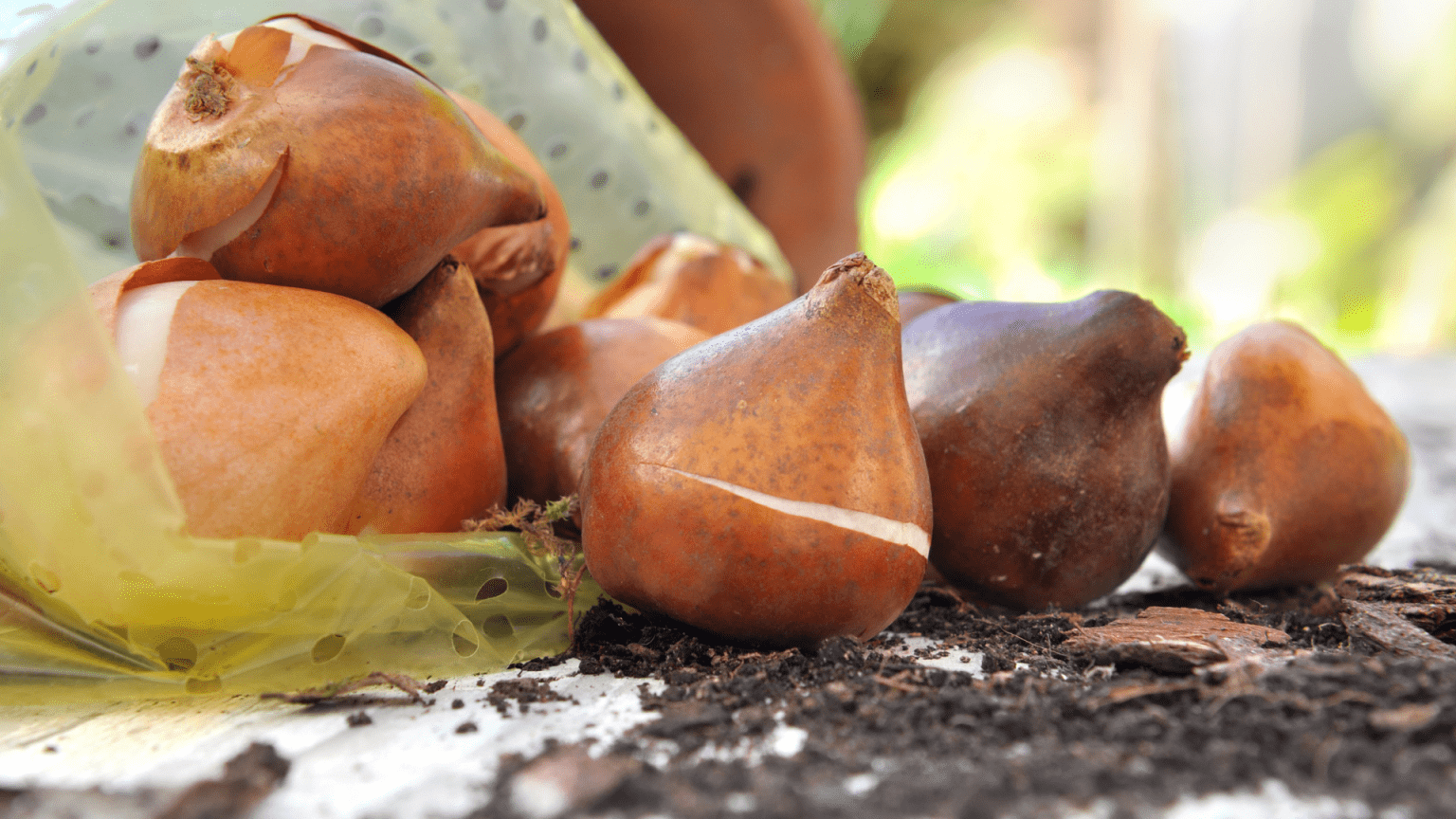 How to Properly Store Flower Bulbs and Tubers for Winter