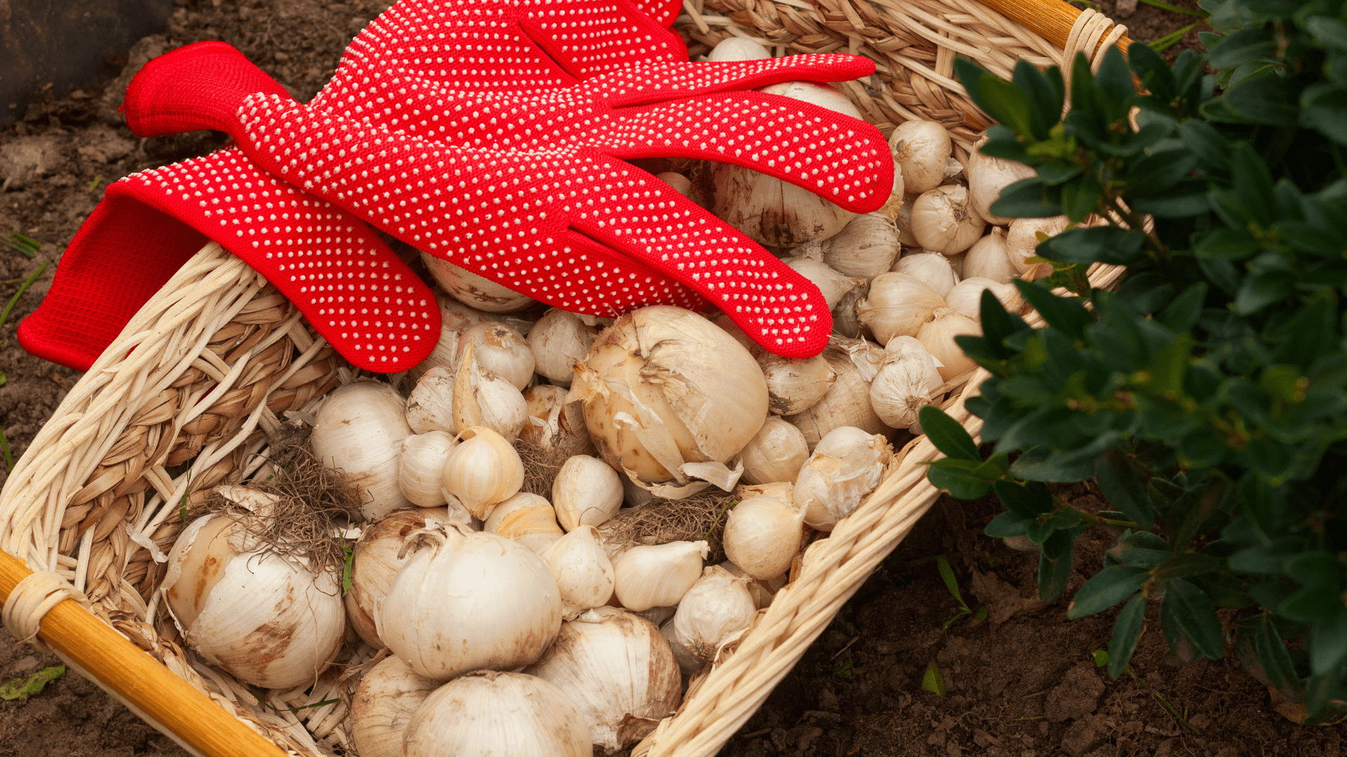 How to Properly Store Flower Bulbs and Tubers for Winter