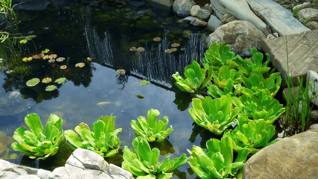 Seasonal Maintenance for Your Water Feature
