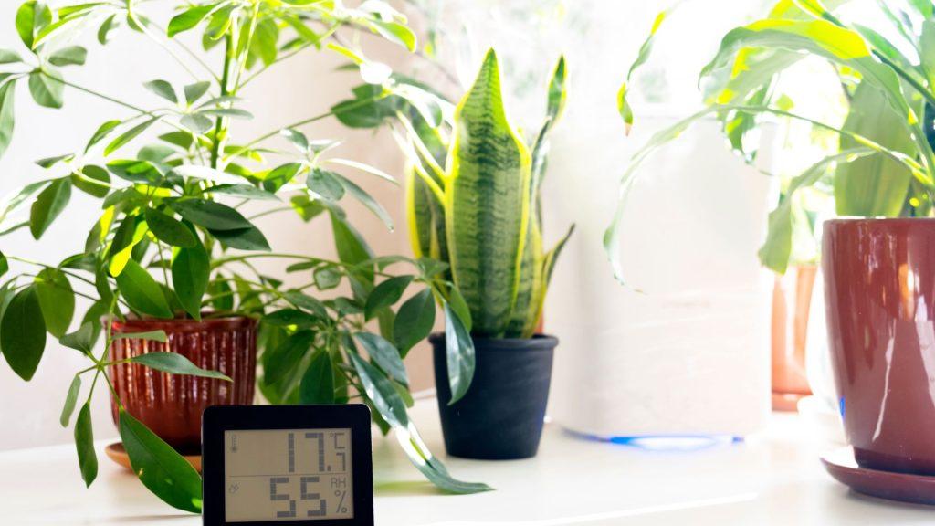 Indoor Plant Humidity Management