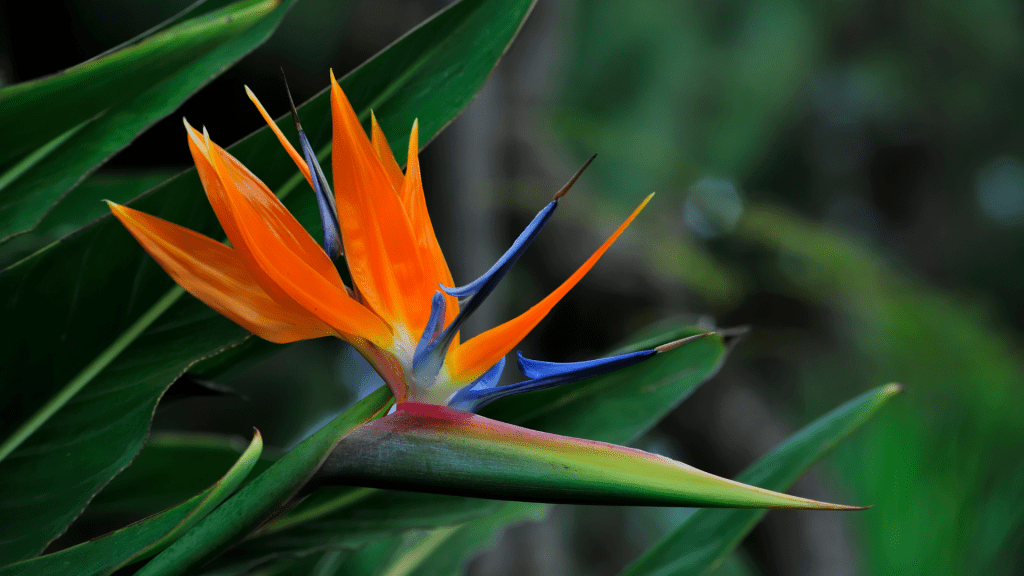 Strelitzia (Bird of Paradise) Plant Care Guide