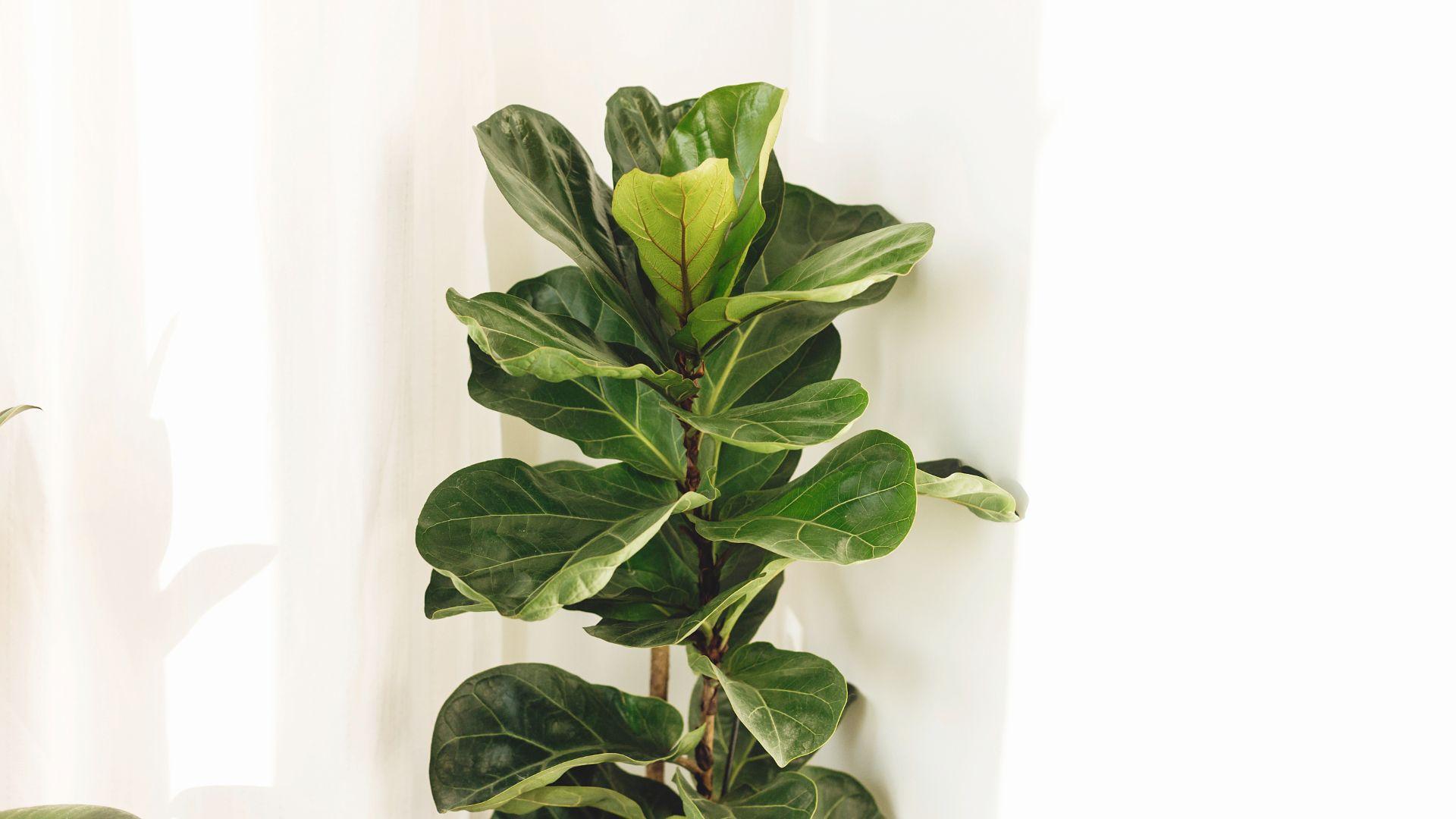 A Beginner's Guide To Ficus Plants - Gardening Express Knowledge Hub