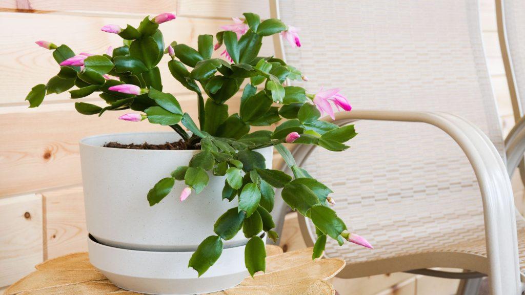 A Beginner's Guide to Christmas Cactus Care