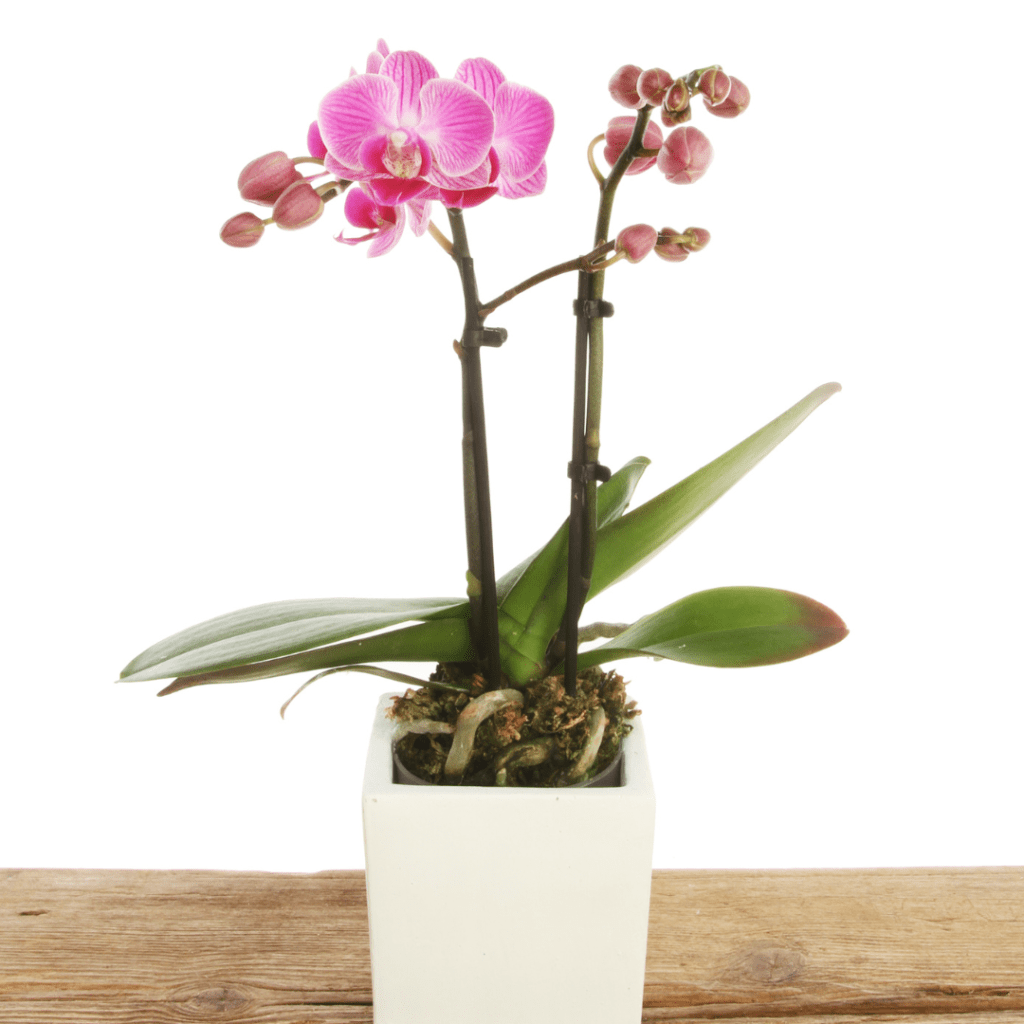 Moth orchid in square white display pot