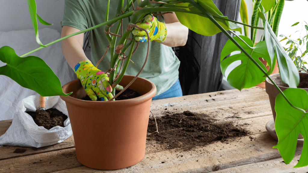 Monstera Care Guide: Tips for Healthy Plant Growth