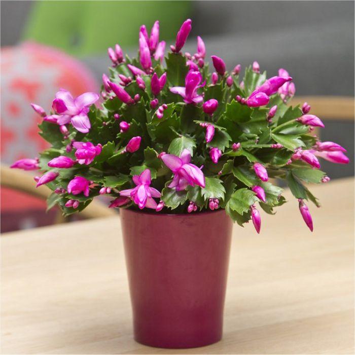 Flowering Christmas Cactus 'Schlumbergera' Plants are a pet-friendly houseplant