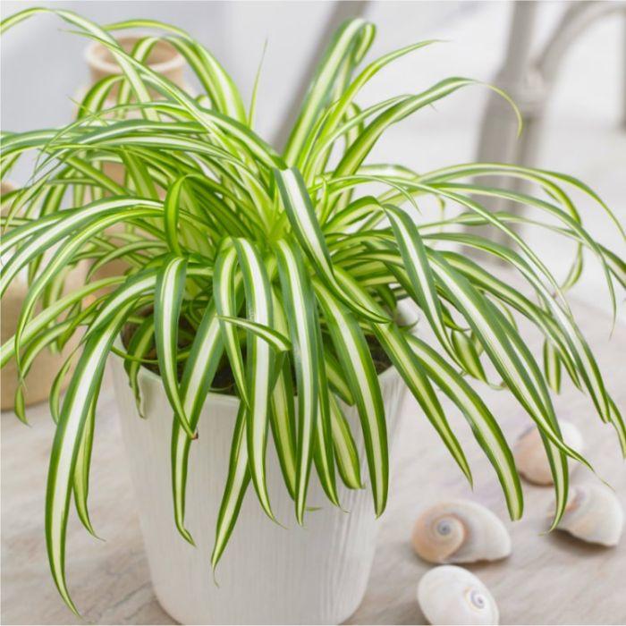 Variegated Spider Plant - Chlorophytum - in White Display Pot