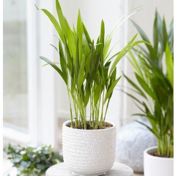 Indoor Palm Plants are pet-friendly houseplants