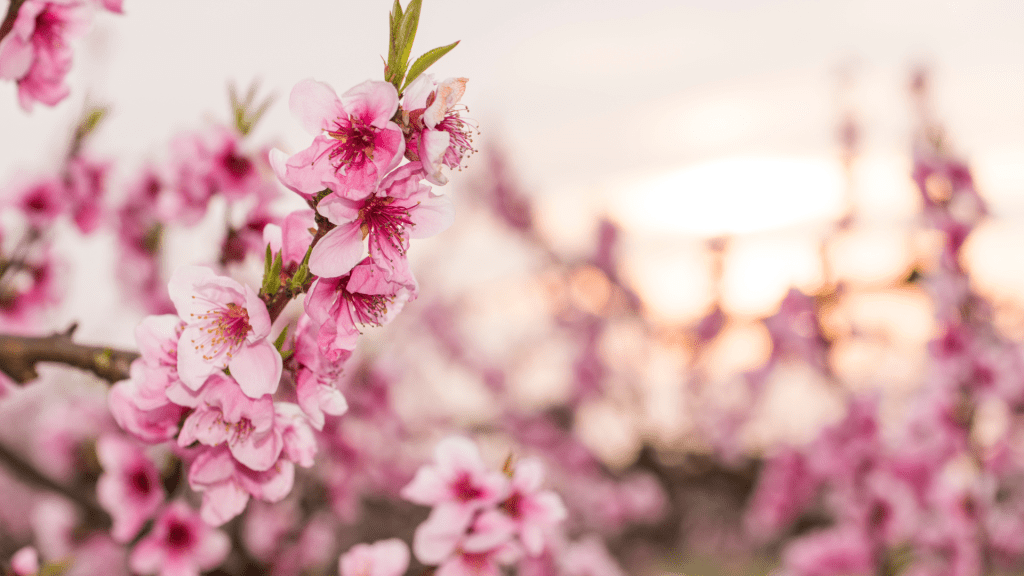 Top 9 Gardening Trends for 2024 - Peach Blossom