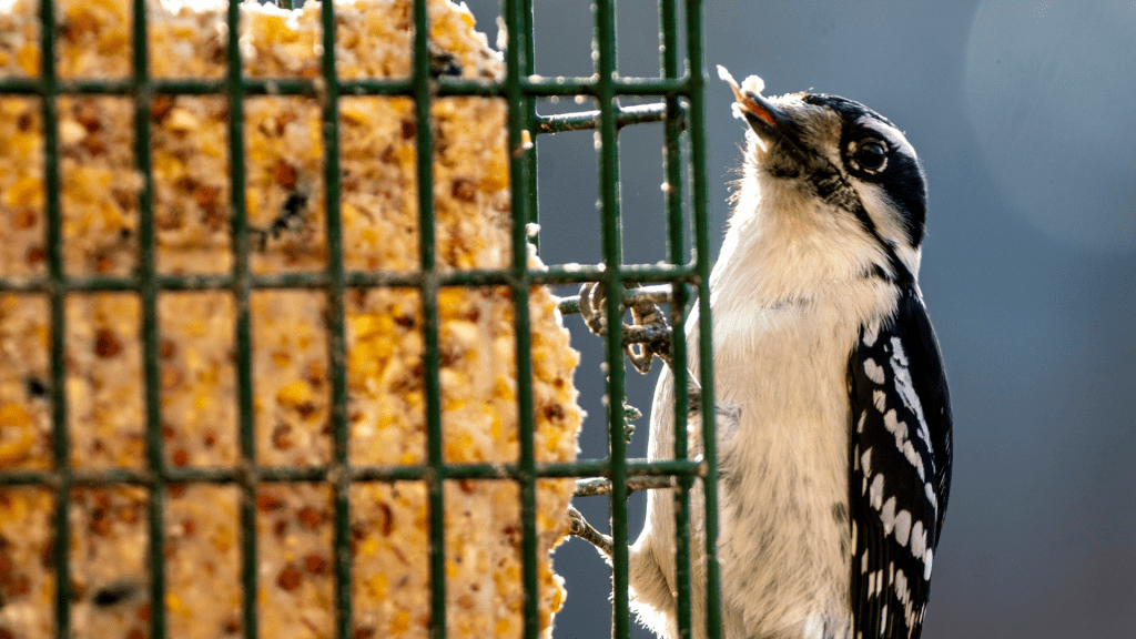 All About Suet Tips for Feeding Suet to Birds!