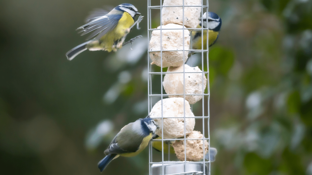All About Suet Tips for Feeding Suet to Birds!