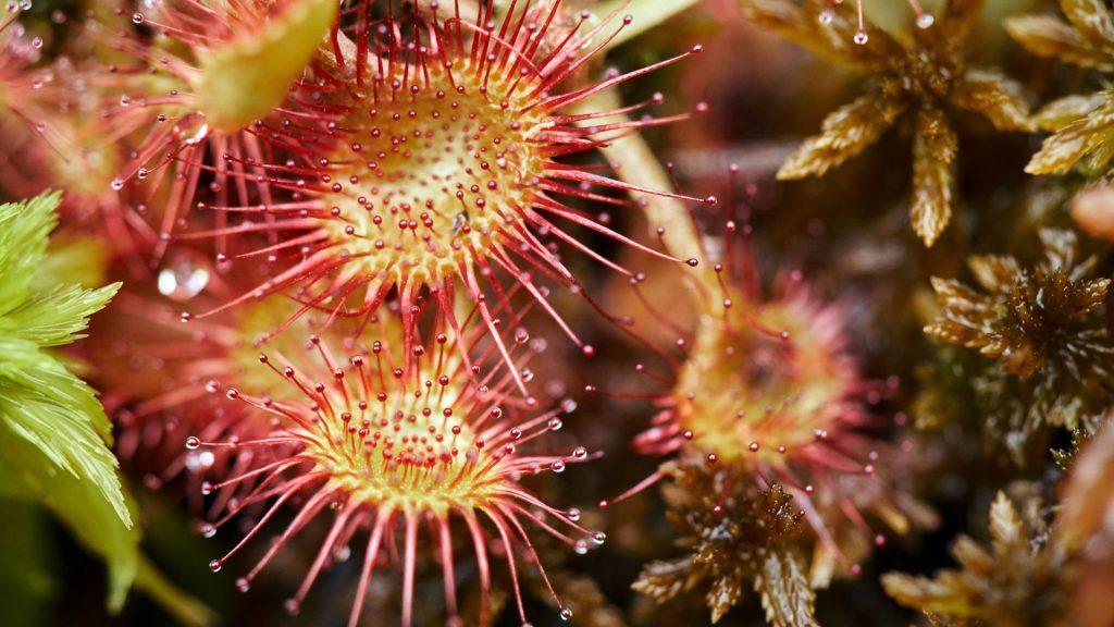 Making a DIY Carnivorous Plant Terrarium Gardening Express Knowledge Hub