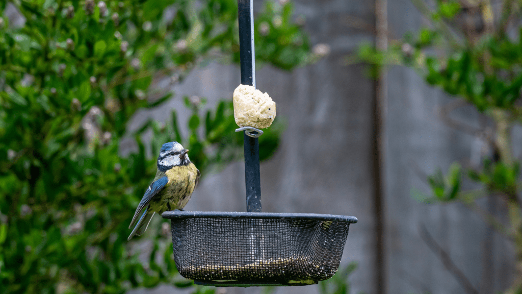 All About Suet Tips for Feeding Suet to Birds!