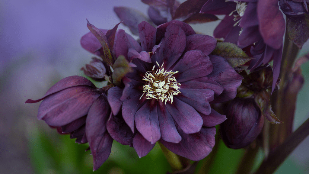 Embracing Moody Colours with Double Ellen Hellebore