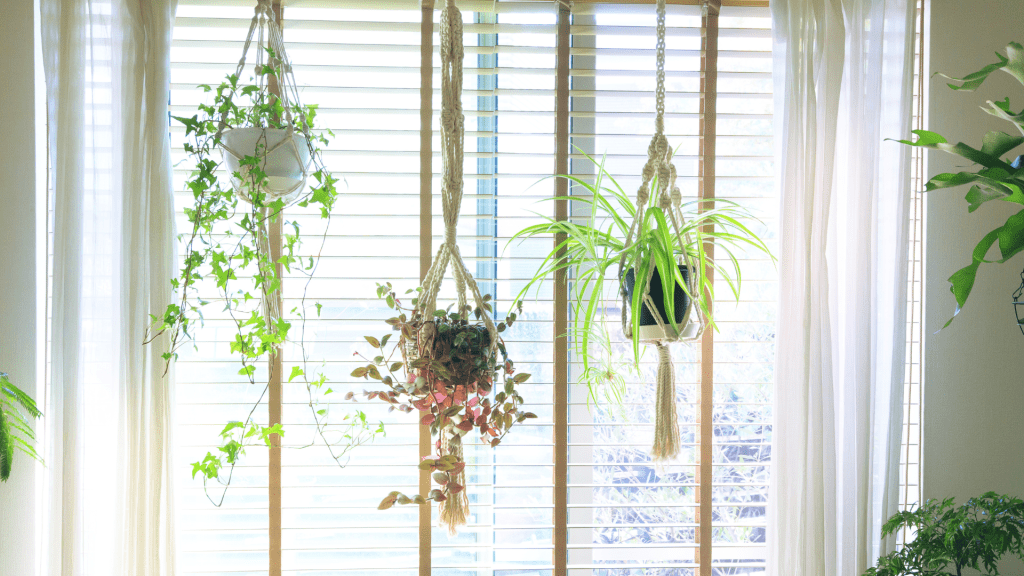 Three Hanging Baskets