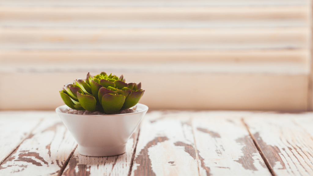Embracing Miniature Indoor Plants in 2024