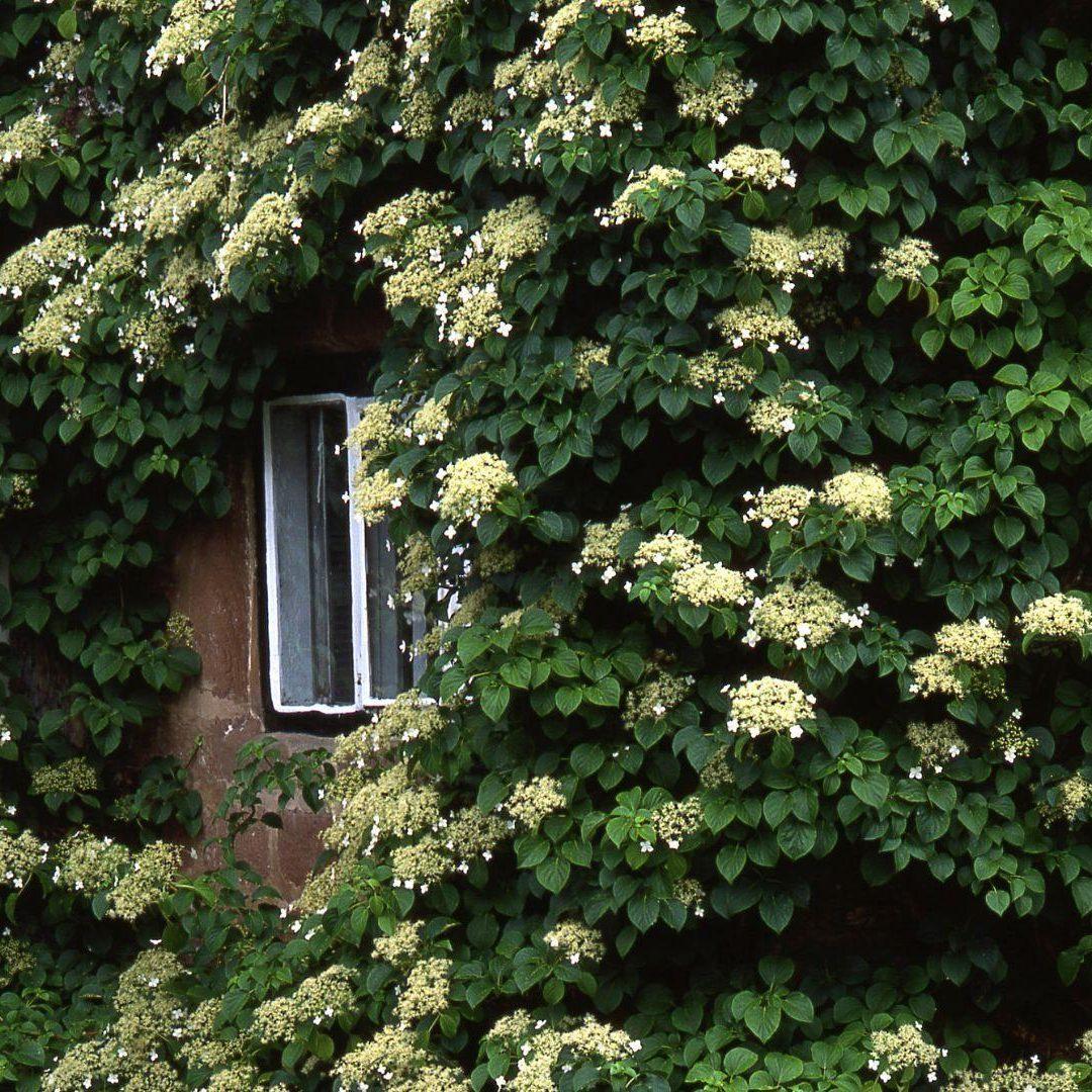 How to Grow Climbing Hydrangeas - Gardening Express Knowledge Hub