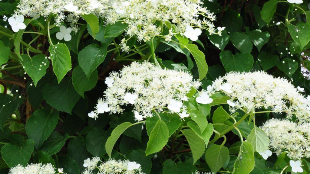 How to Grow Climbing Hydrangeas Gardening Express Knowledge Hub