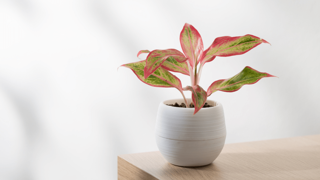 dieffenbachia tropic marianne Buy Dieffenbachia Marianne Online main image 1
