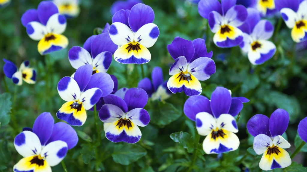 Growing Violas at Home Gardening Express Knowledge Hub