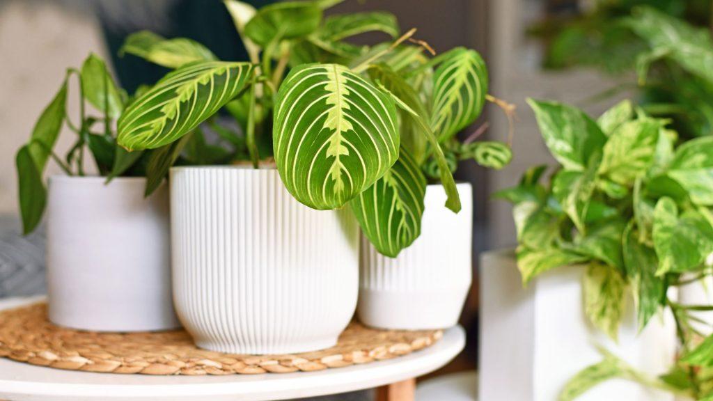 How To Grow Prayer Plants - Gardening Express Knowledge Hub
