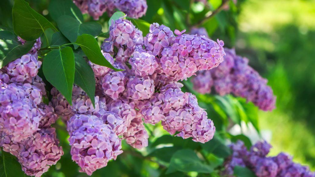 A Guide To Spring Flowering Shrubs - Gardening Express Knowledge Hub