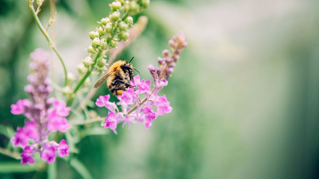 A bee pollinating a purple flower.