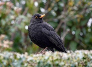 Blackbird