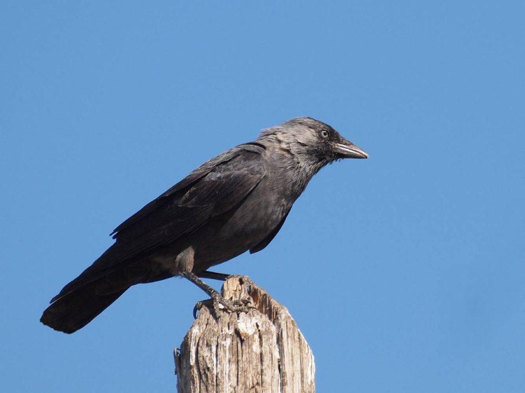 How to identify wild birds and attract them to your garden - Gardening  Express Knowledge Hub