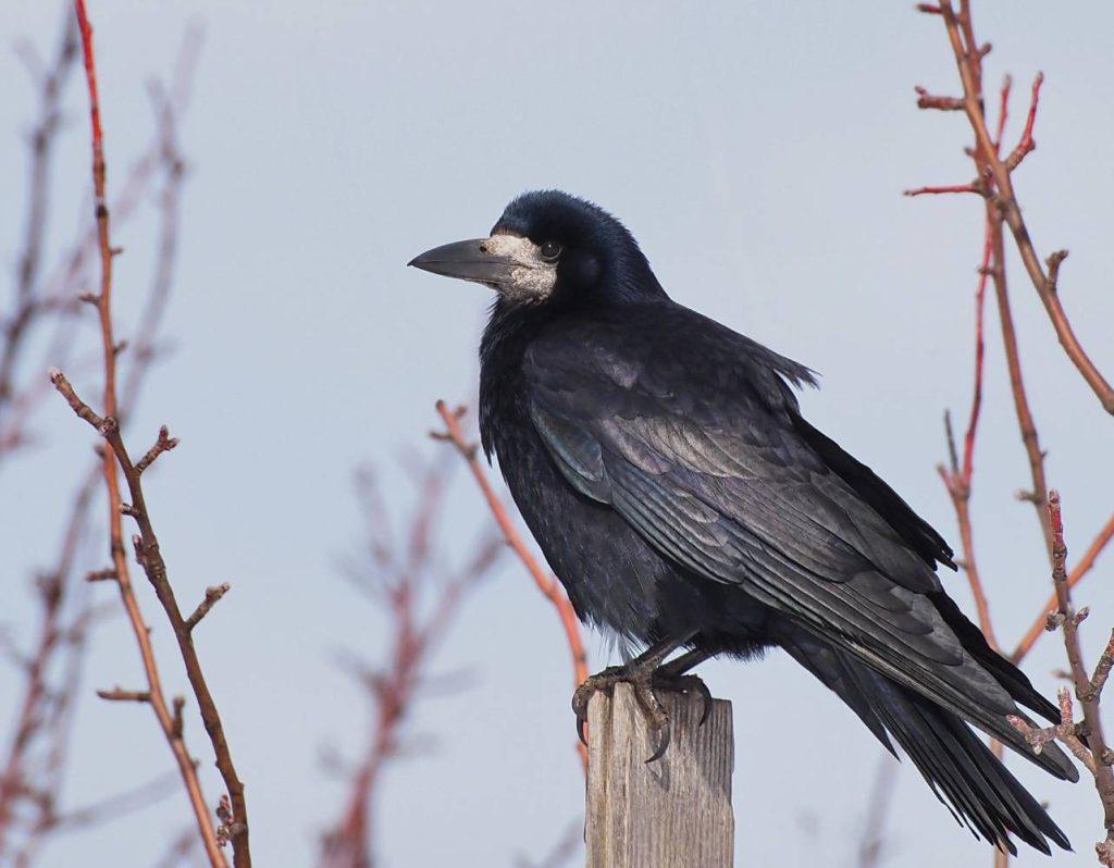 How to identify wild birds and attract them to your garden - Gardening  Express Knowledge Hub