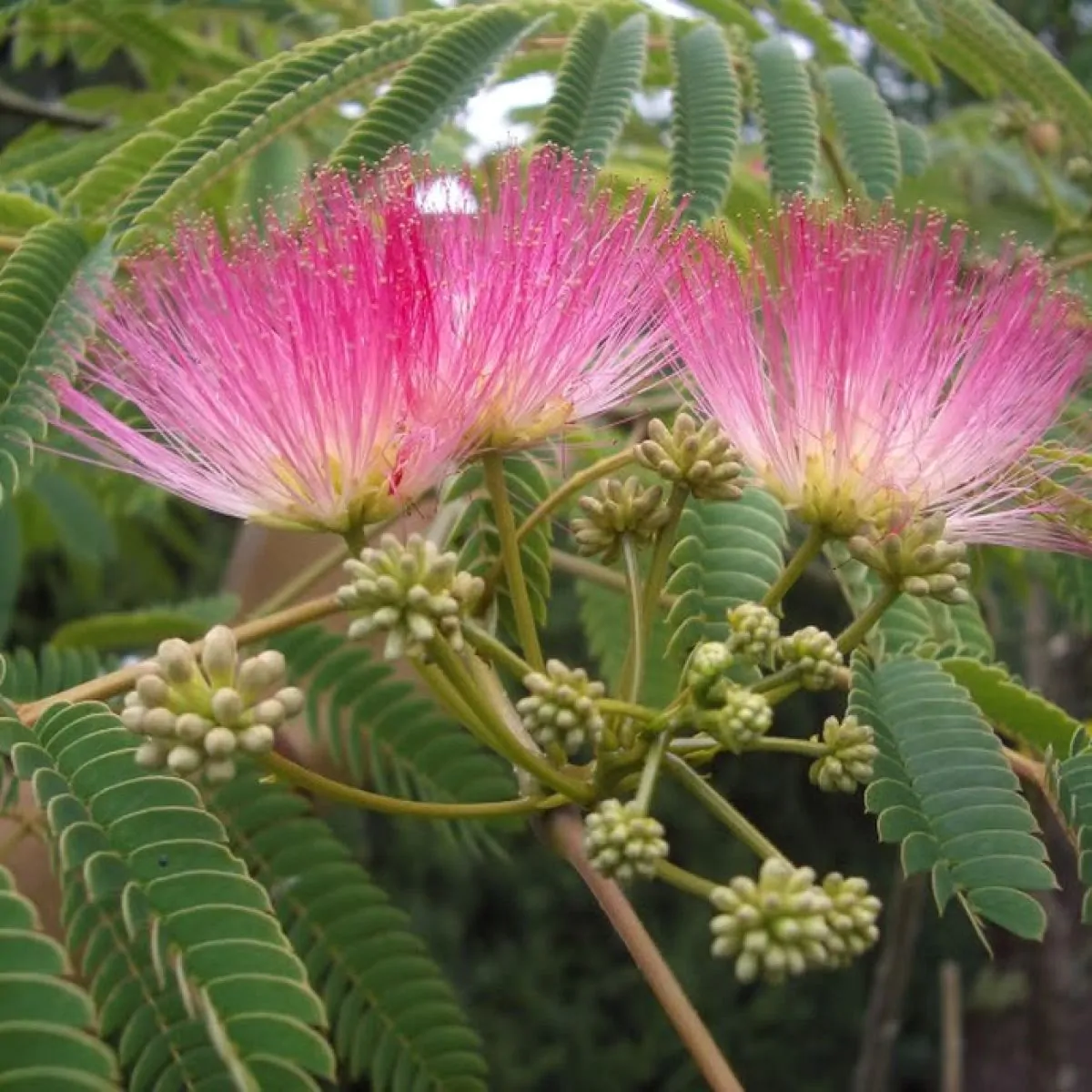 Care Guide: How to grow and care for Albizia Julibrissin (Silk Trees) -  Gardening Express Knowledge Hub