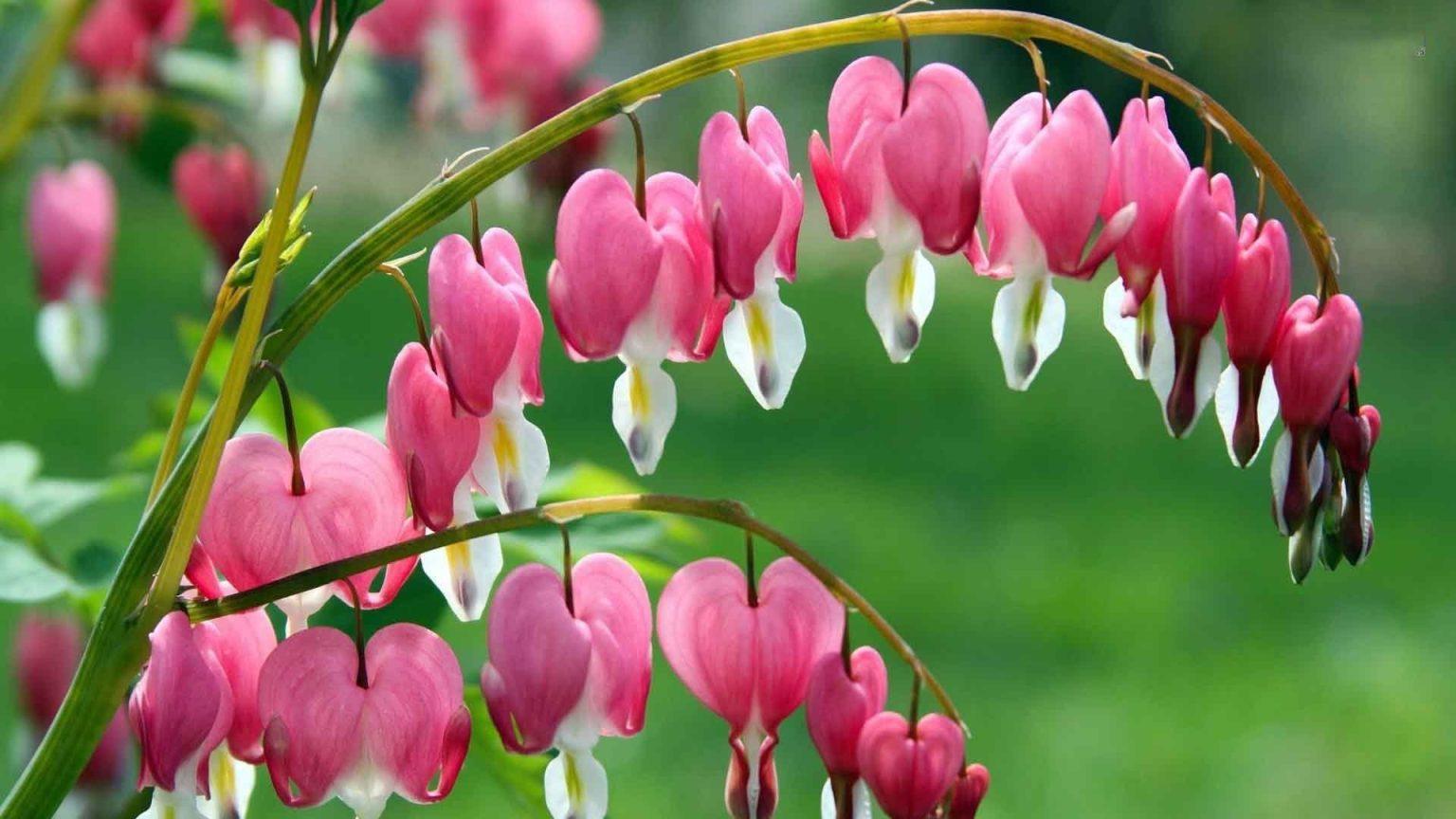 Care Guide Dicentra Spectabilis Bleeding Heart Plant Gardening — free download