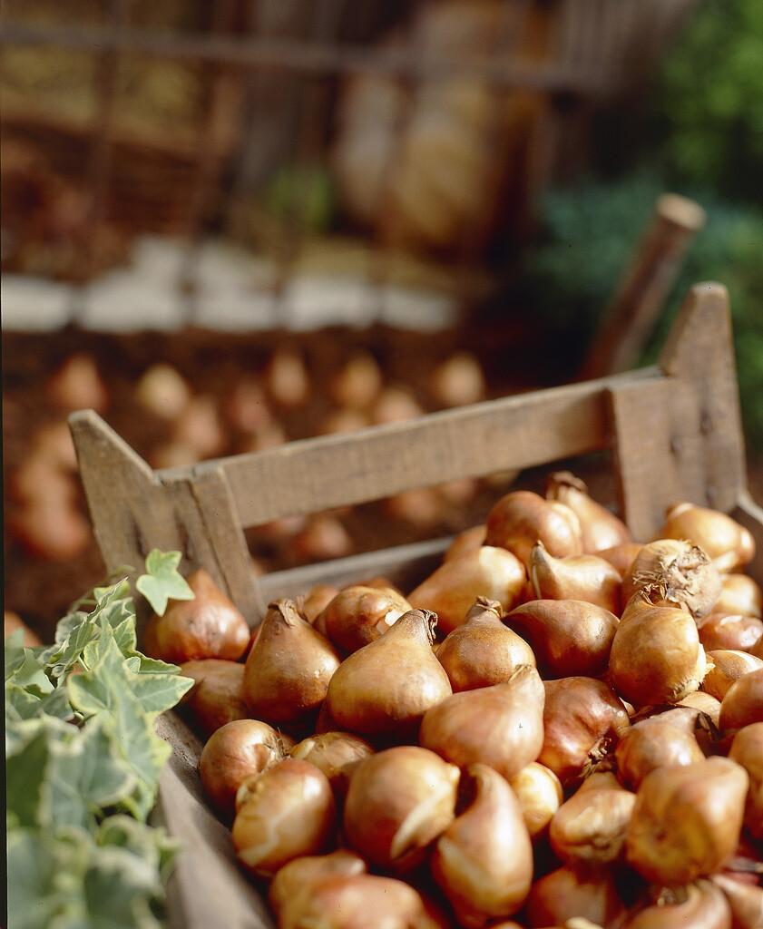 Spring Bulbs